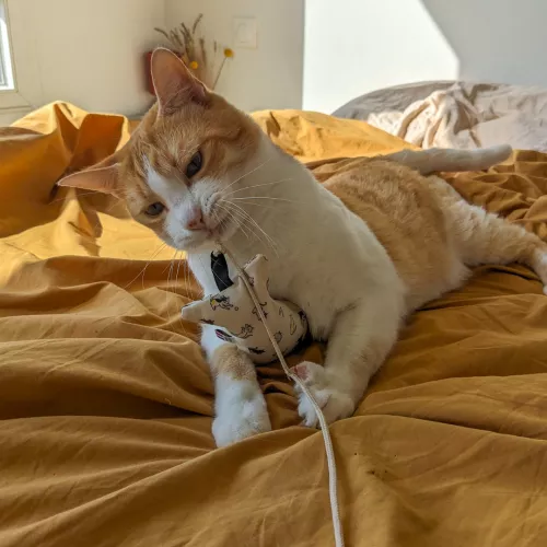 Pack canne à chat 3 Fripons