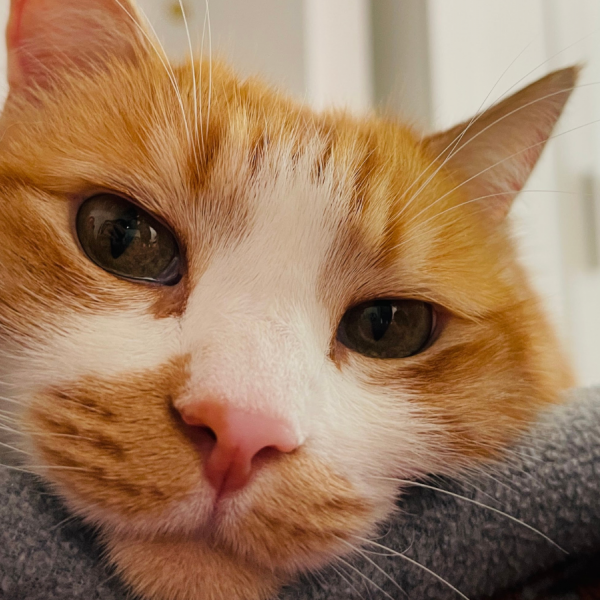 🐾 5 conseils pour aménager un environnement idéal pour ton chat avec Petits Fripons
