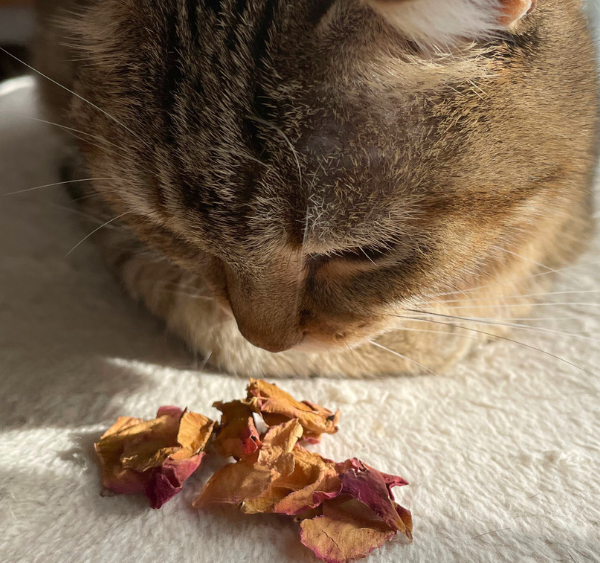🌹 Les bienfaits insoupçonnés de la rose pour ton chat