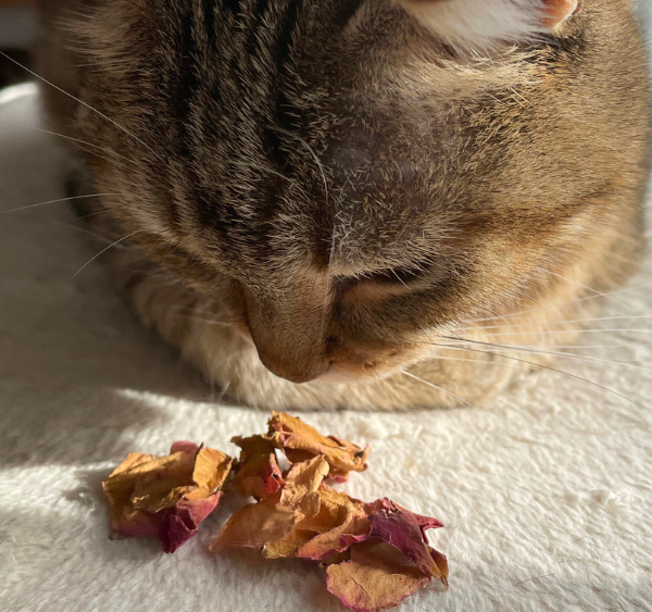 Les bienfaits insoupçonnés de la rose pour ton chat