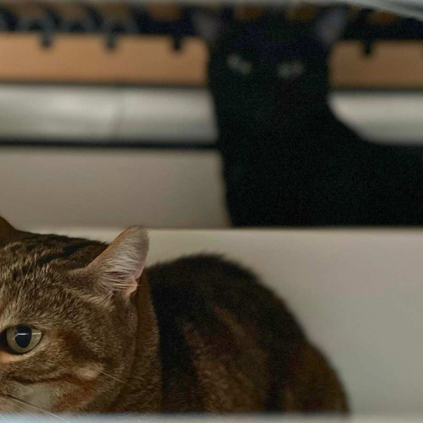 Réussir l'arrivée d'un nouveau chat  : 5 astuces pour introduire un nouveau chat sans stress