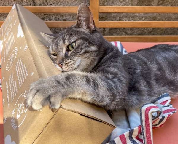 Bien-être du chat : quels jouets et herbes à chat choisir ? Conseils d'une comportementaliste félin