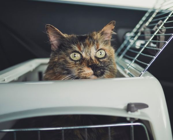 Comment calmer un chat en voiture ? Guide complet d'une comportementaliste