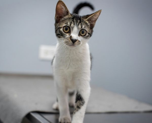 Règle des 3-3-3 : adaptation du chat après une adoption