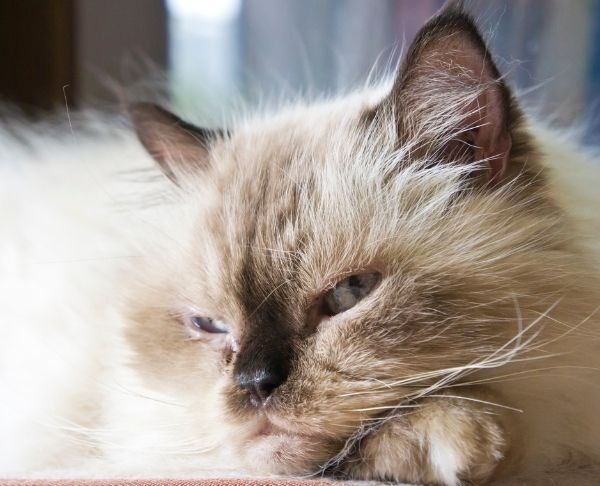 Chat senior : comment l'aider à mieux vieillir (le guide d'une comportementaliste)