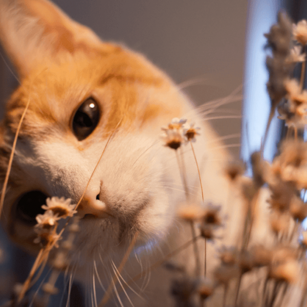 Herbes aux chats ≠ herbes à chats 🌱