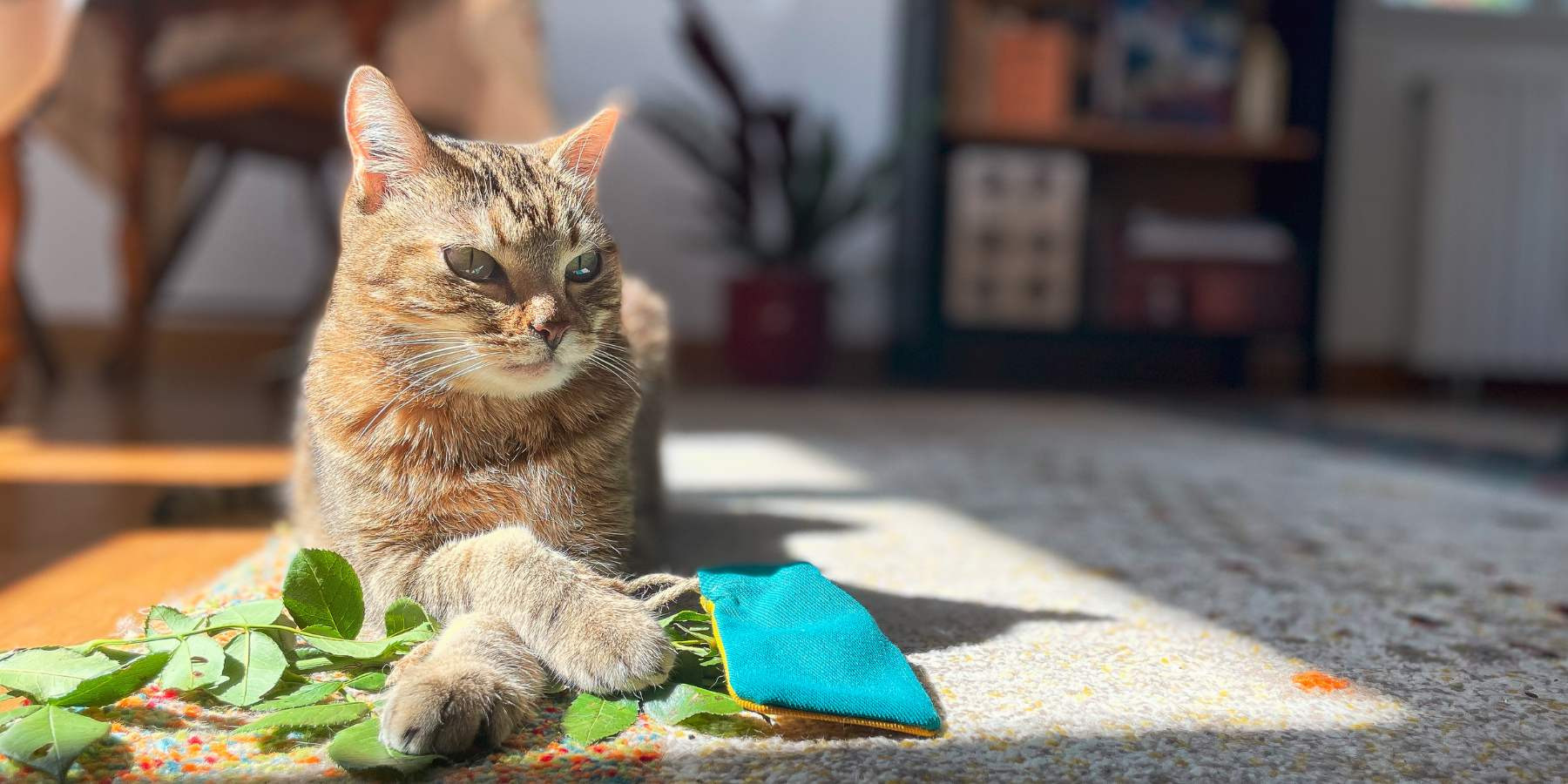 Bien-être du chat : quels jouets et herbes à chat choisir ? Conseils d'une comportementaliste félin