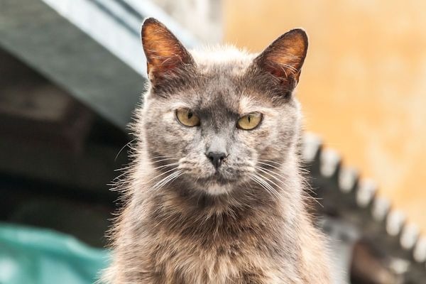 Comment apaiser un chat agressif  ? Conseils d'une comportementaliste felin