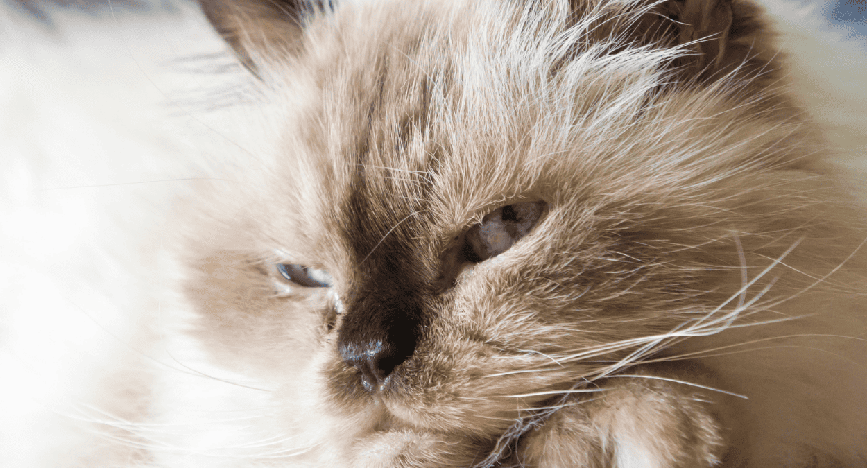 Chat senior : comment l'aider à mieux vieillir (le guide d'une comportementaliste)