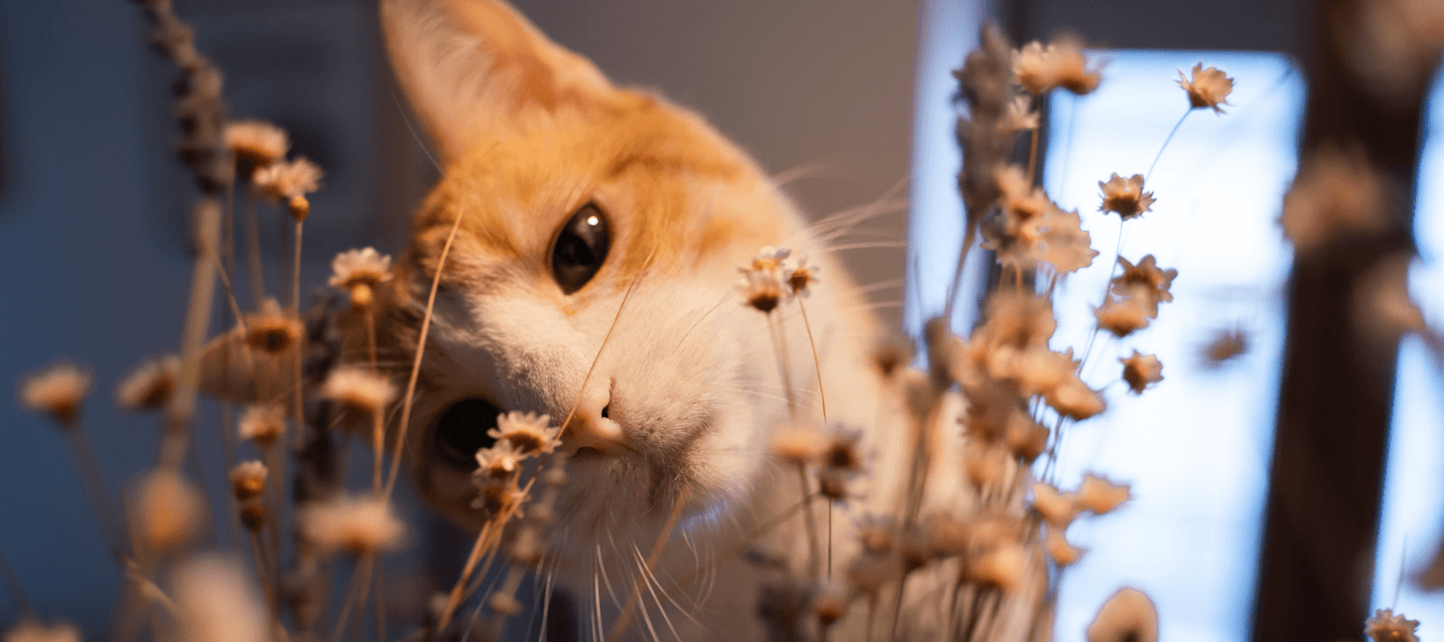 Herbes aux chats ≠ herbes à chats 🌱
